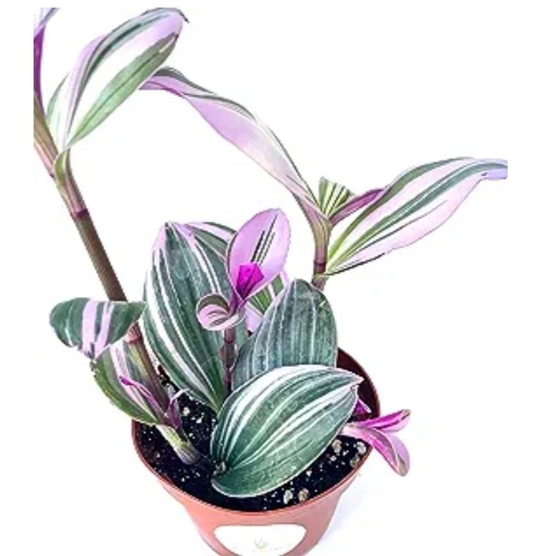 Photo of the plant species Tradescantia zebrina 'Purple Passion' by @UpliftedCarrot named Darwin on Greg, the plant care app