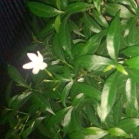 Photo of the plant species Coral Swirl by @MagicalWaiuatua named Harmony on Greg, the plant care app