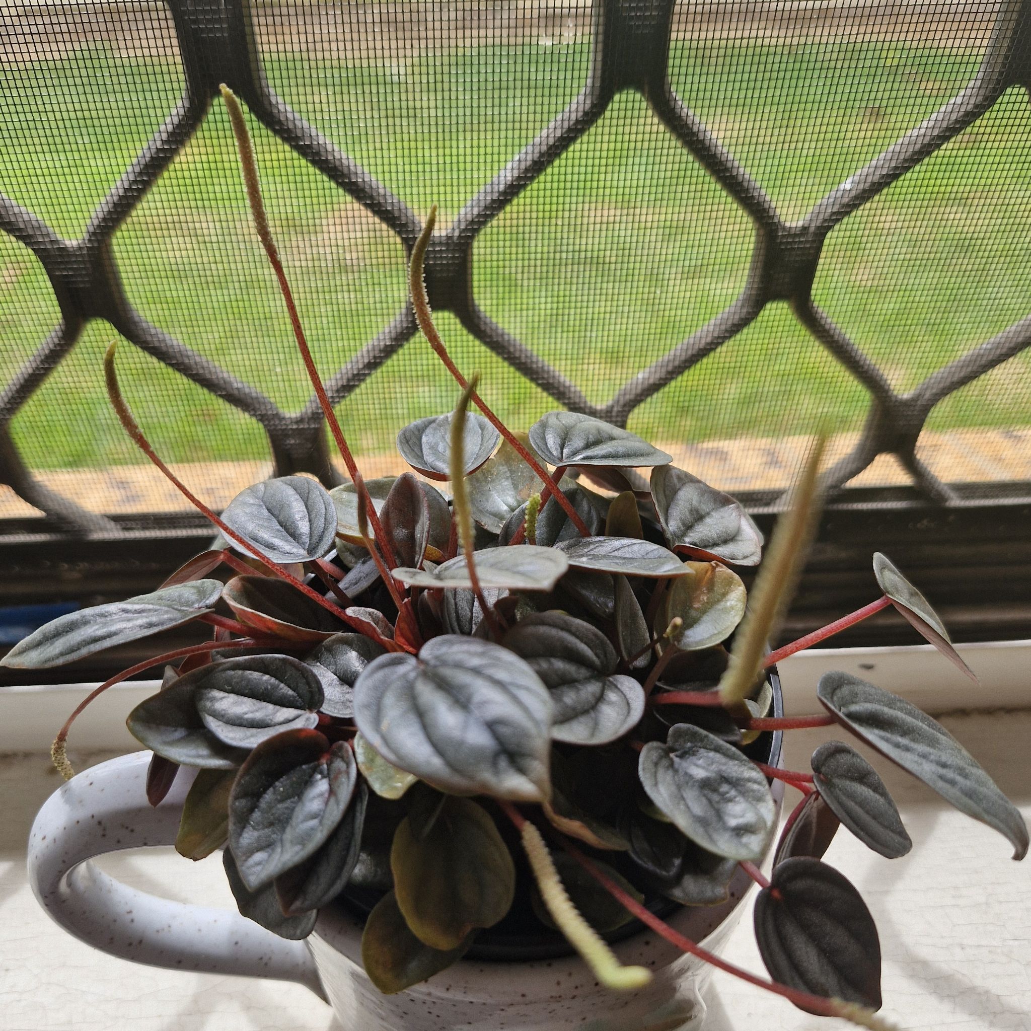 Photo of the plant species Peperomia marmorata by @SvelteKingfern named Marmot on Greg, the plant care app