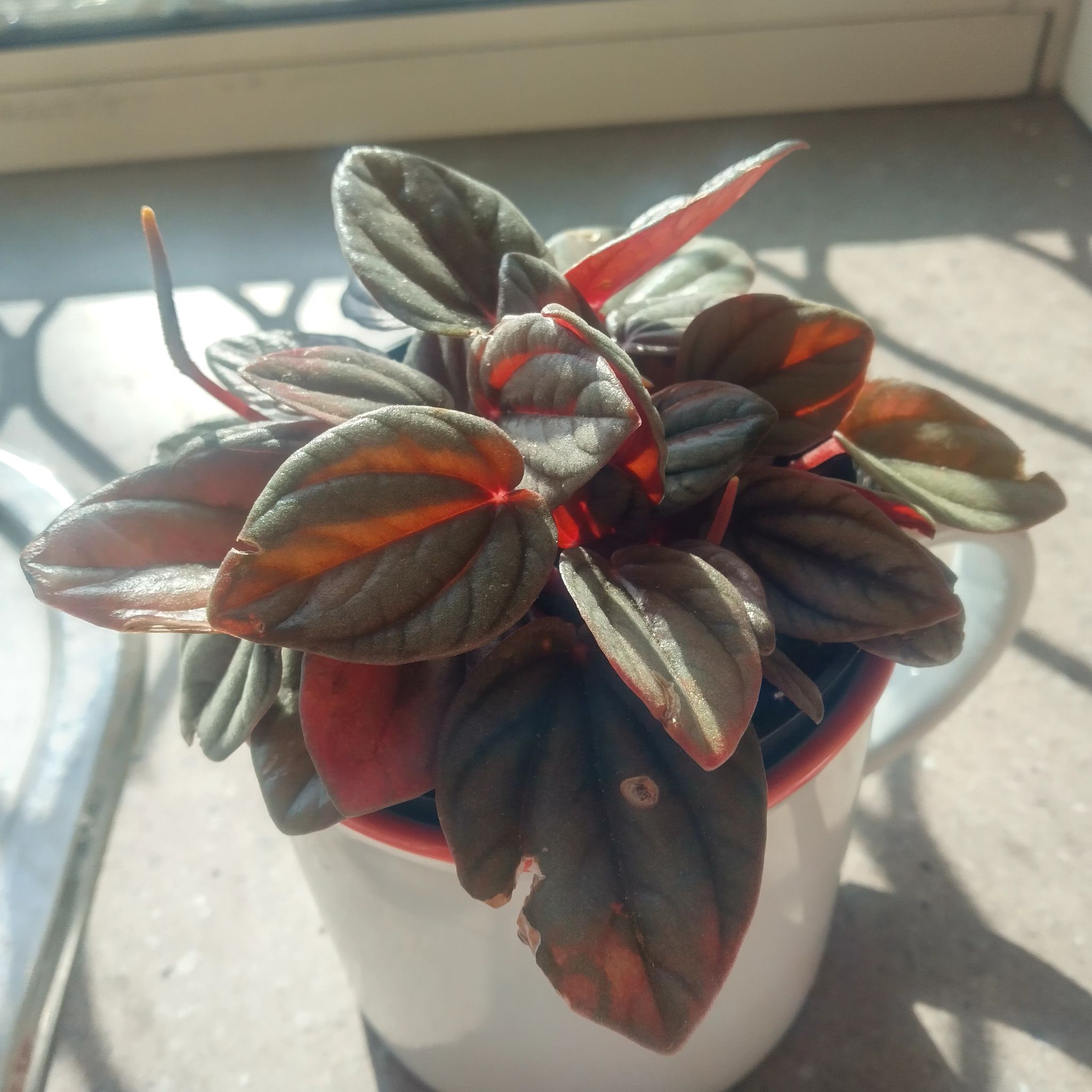 Photo from the post