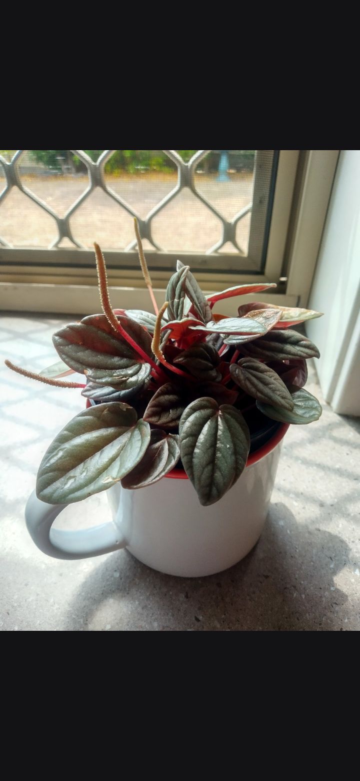 Photo from the post