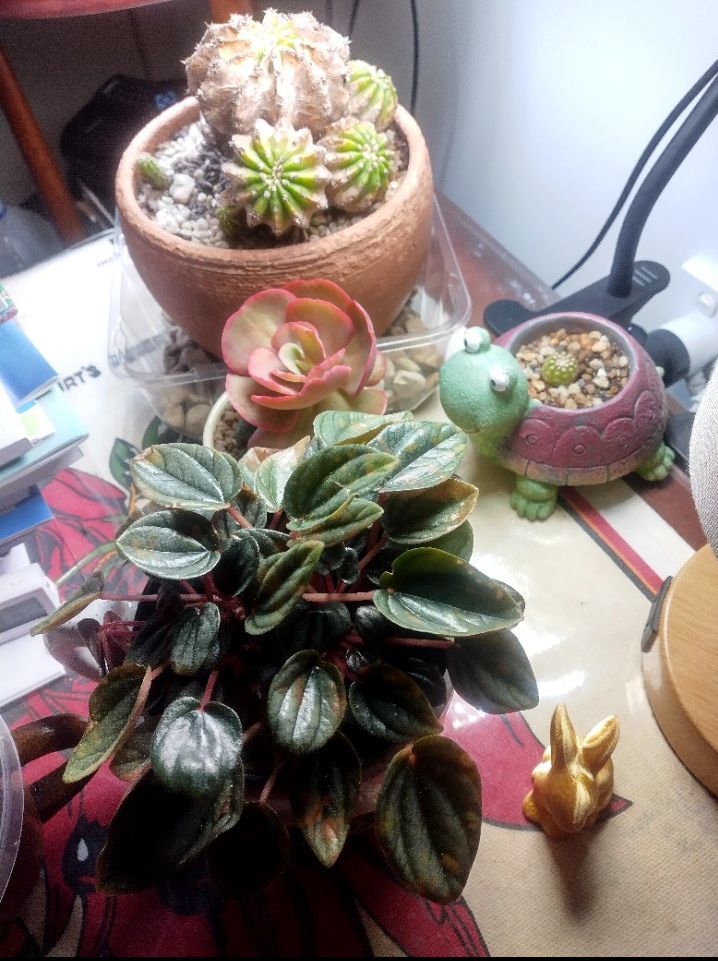Photo from the post