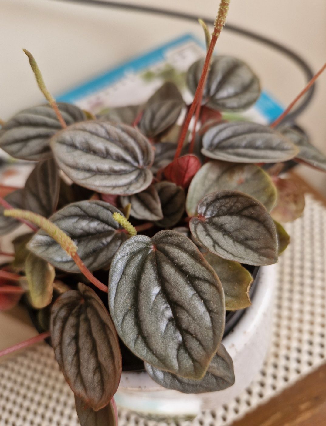 Photo from the post