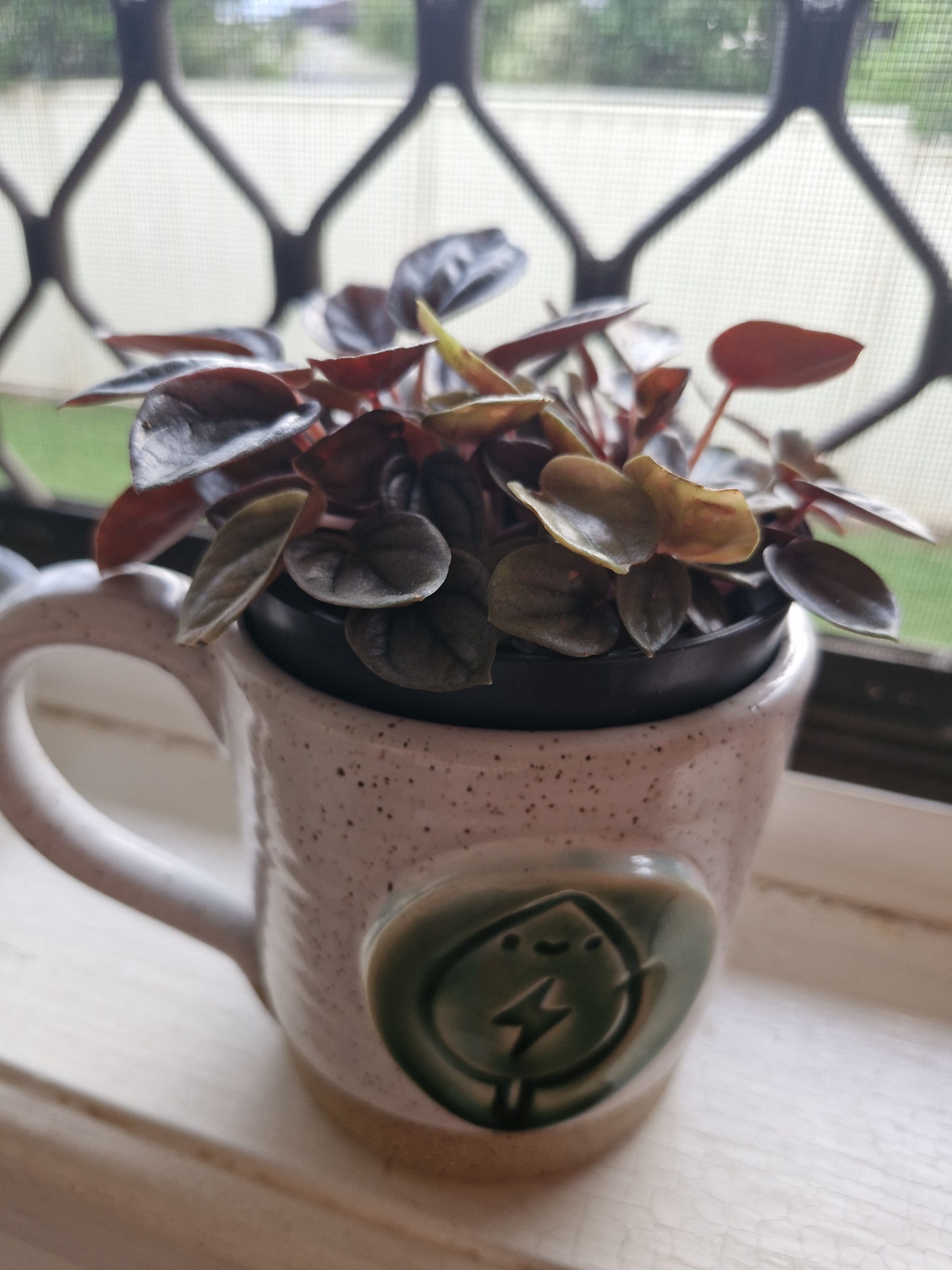 Photo from the post
