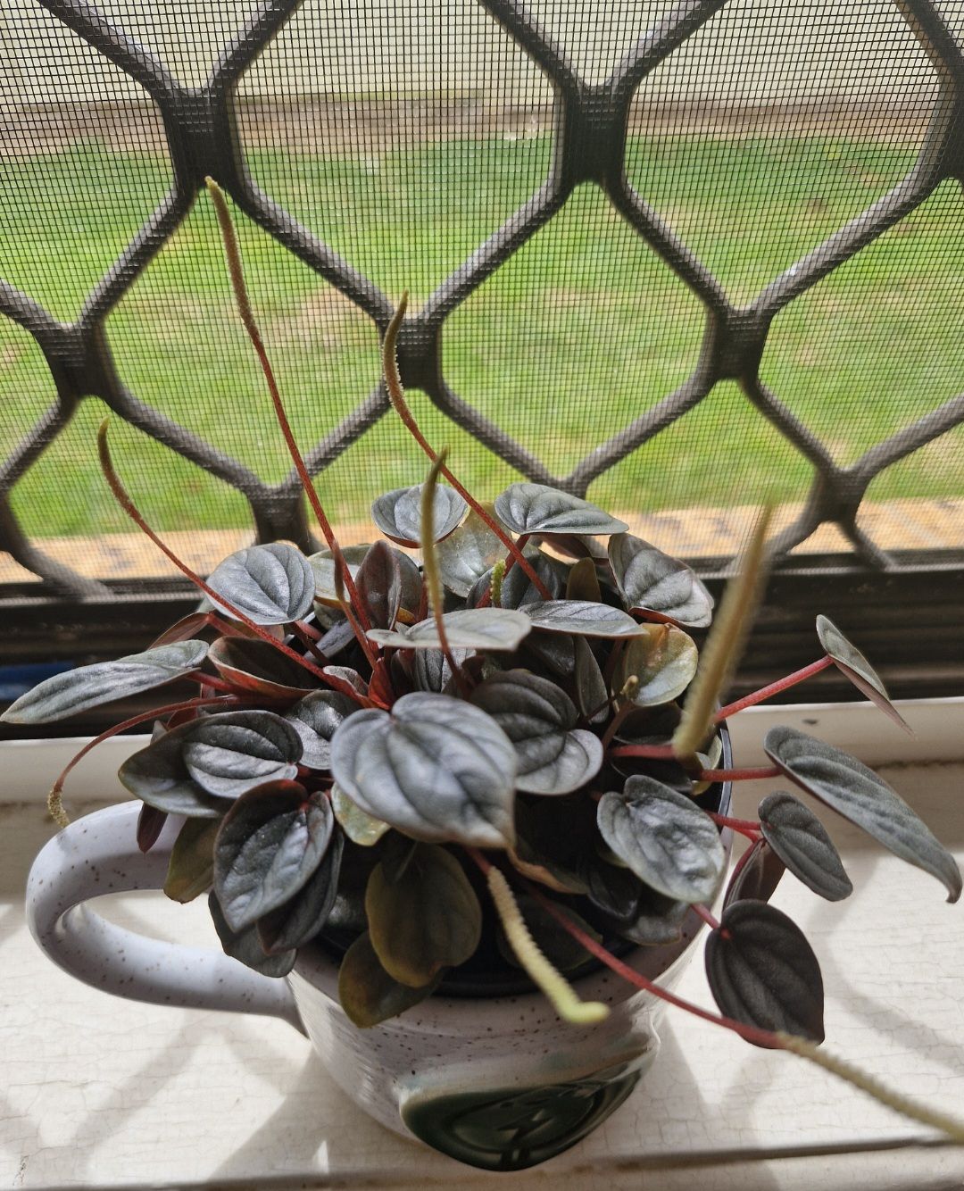 Photo from the post