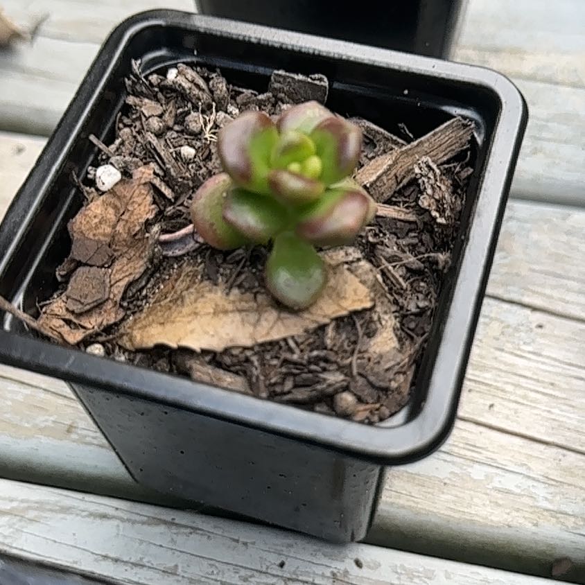 Photo of the plant species Sedum lucidum by @GemBogmyrtle named Duke on Greg, the plant care app