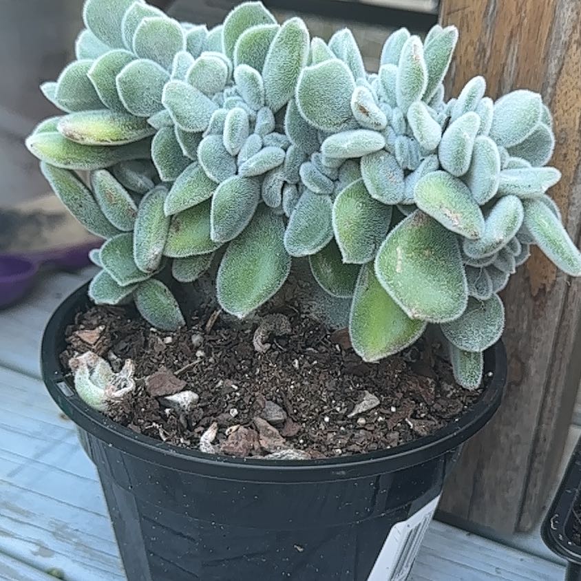 Photo of the plant species Crested Frosty Echeveria by @GemBogmyrtle named Leonardo on Greg, the plant care app
