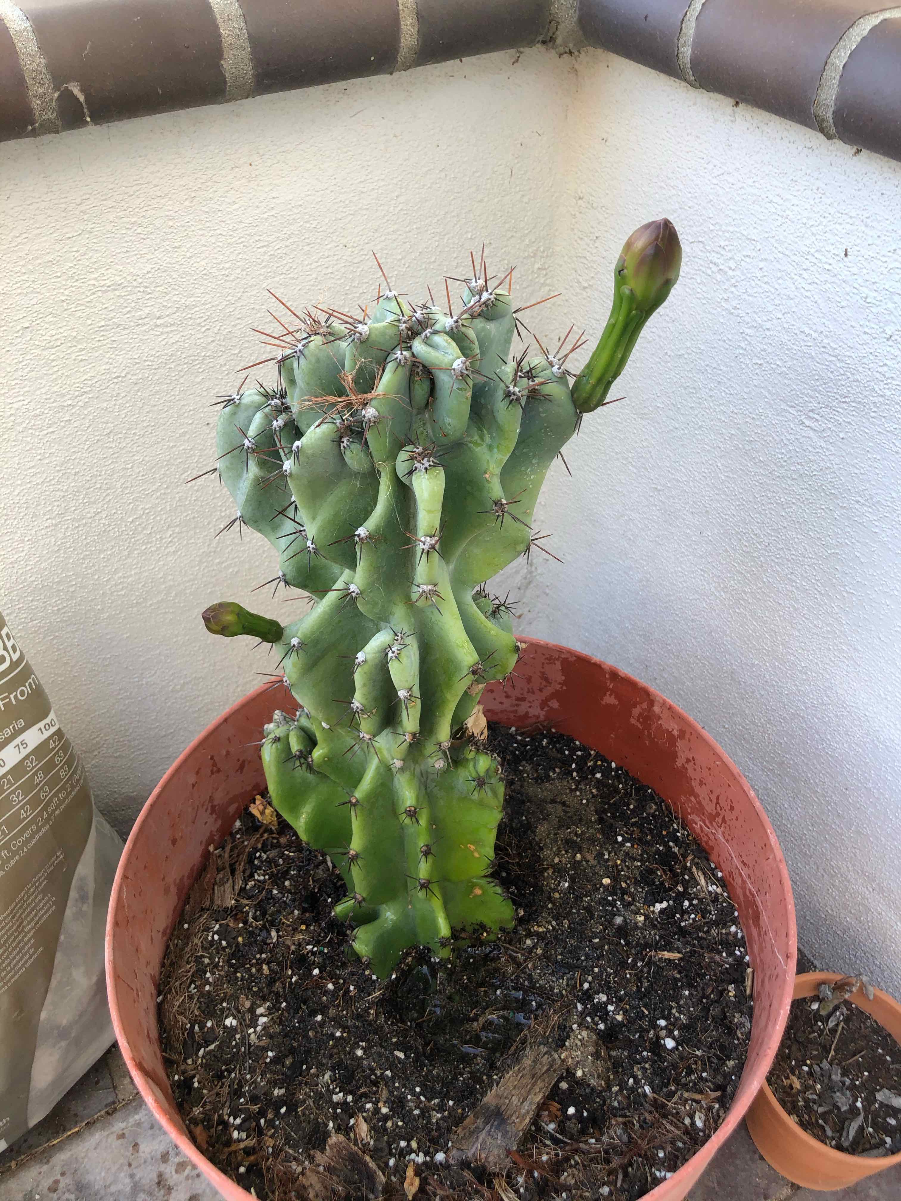 Peruvian Apple Cactus Monstrose in a pot with visible soil, well-framed and in focus.