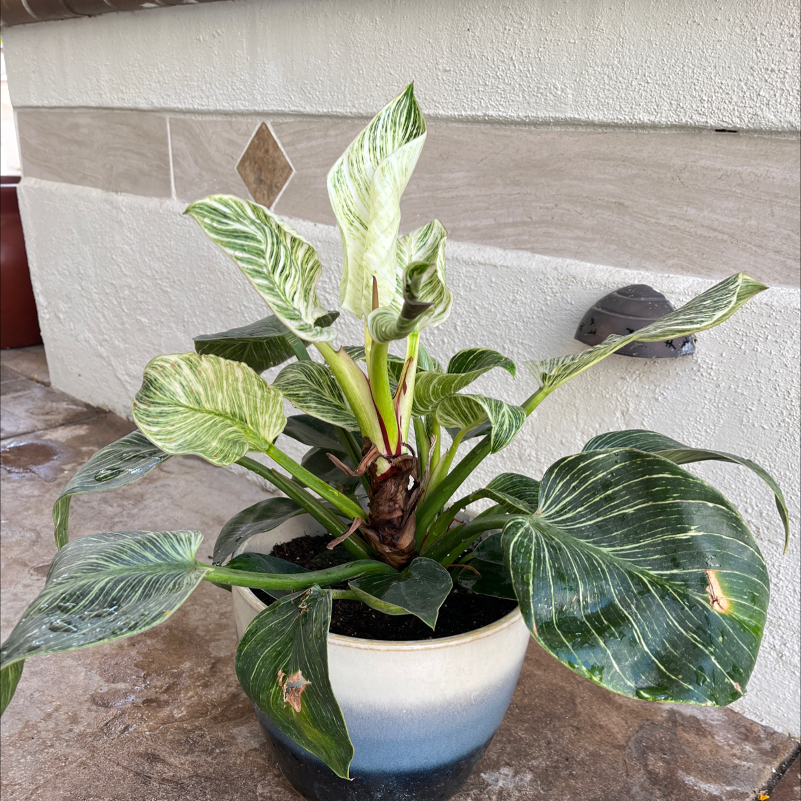 Philodendron Birkin plant in a pot with variegated leaves and minor browning on some edges.