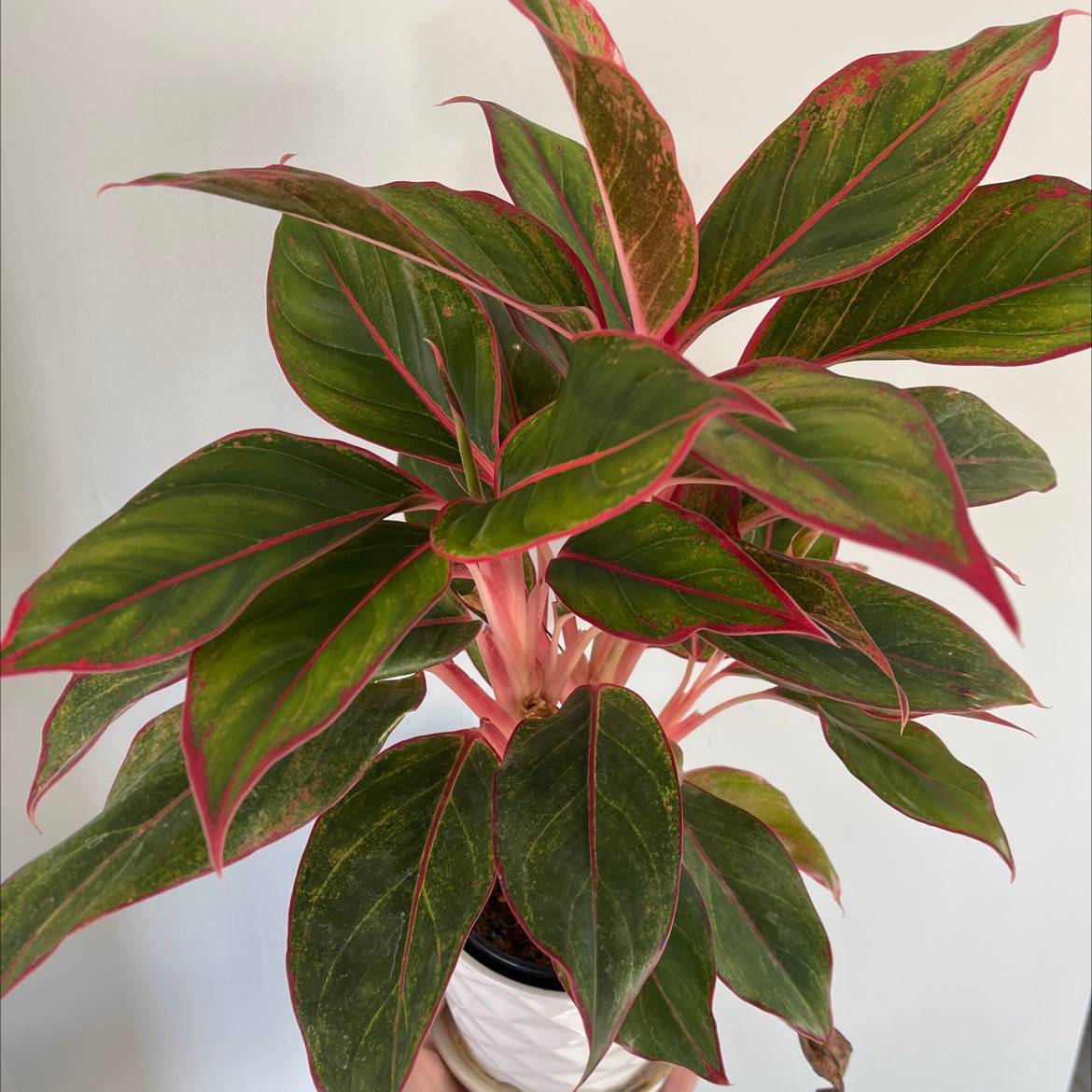 Red Siam Aurora Aglaonema plant with vibrant green leaves and red edges in a white pot.