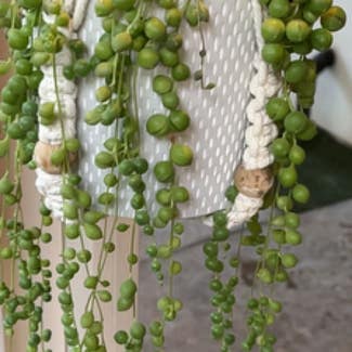 String of Pearls plant in Temecula, California