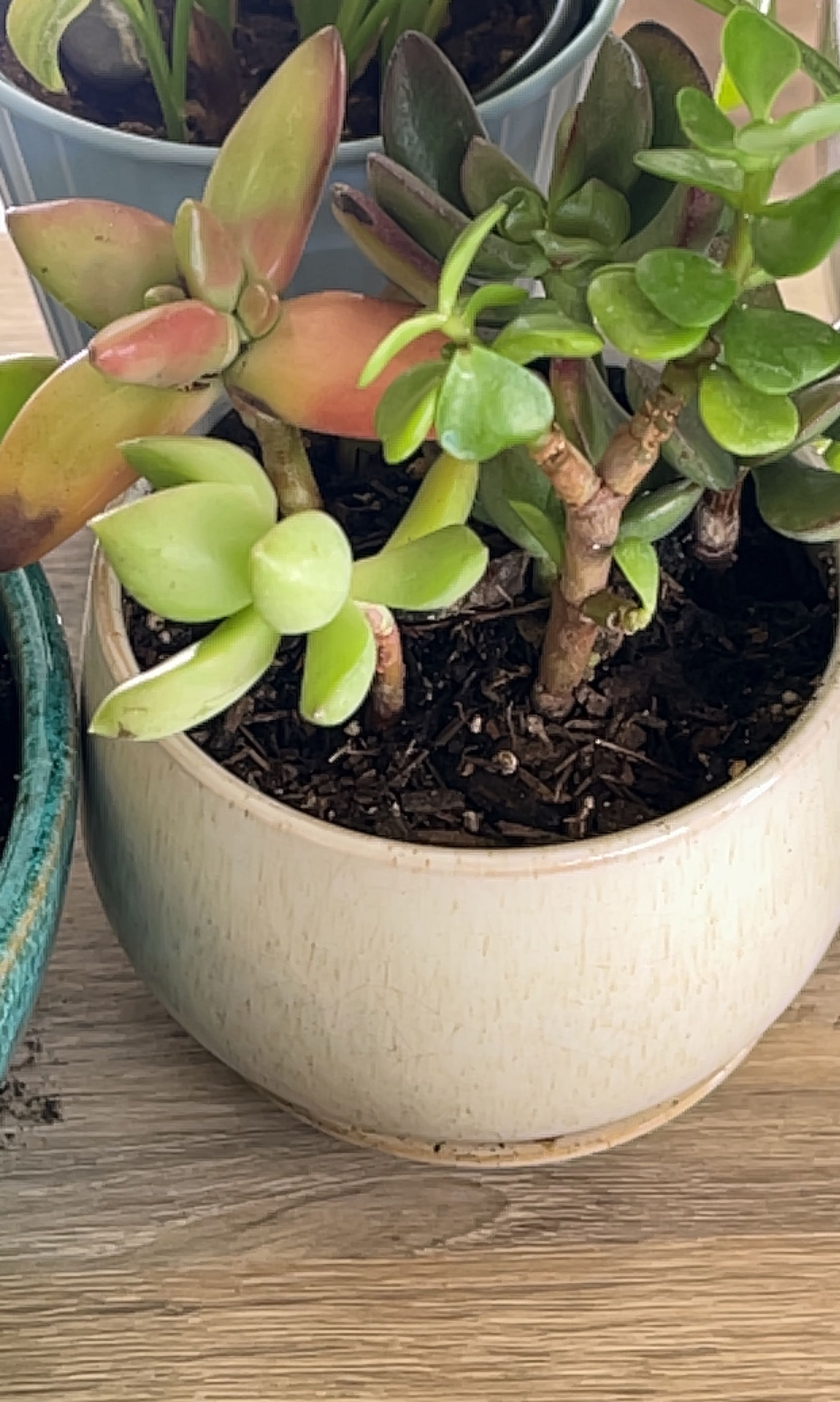 Potted Flapjacks (Kalanchoe thyrsiflora) with thick, fleshy leaves and red edges.