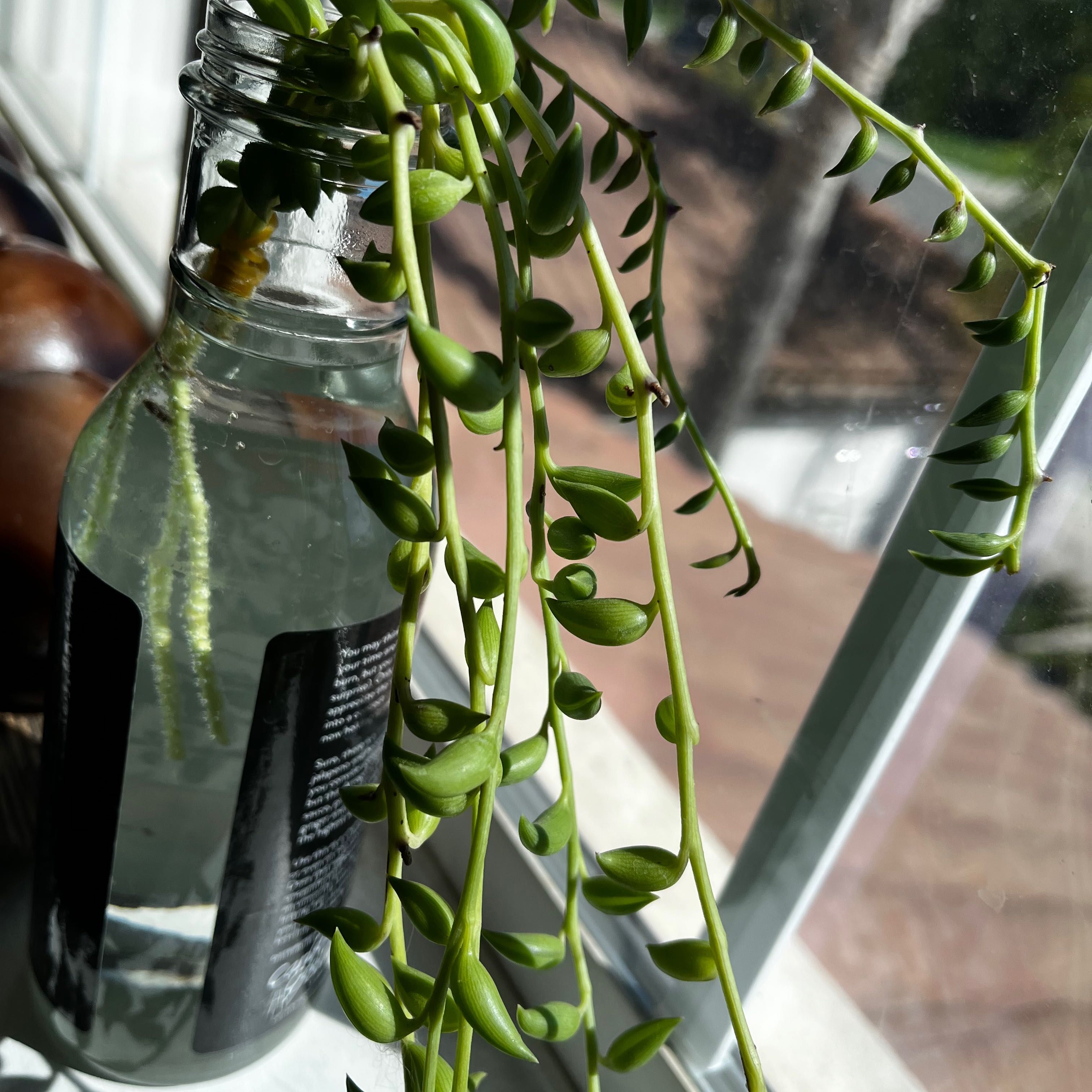 Healthy String of Bananas plant with long trailing stems and plump green banana-shaped leaves in a glass container filled with water