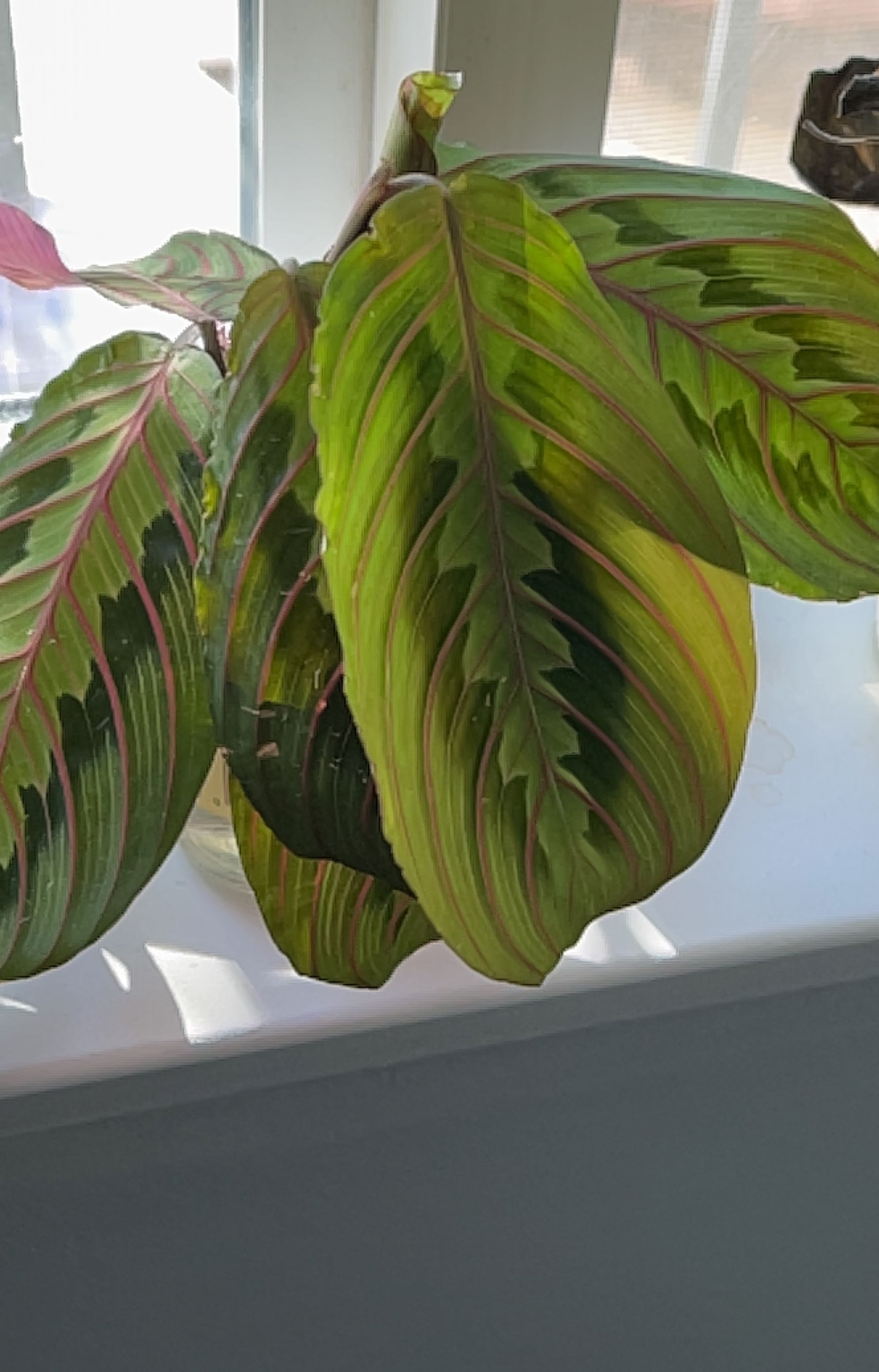 Healthy green prayer plant with large, oval, glossy variegated leaves showing dark and light green stripes on a windowsill.