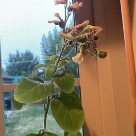 Photo of the plant species Coyote Tobacco by @UnafraidPeanut named Chaco on Greg, the plant care app