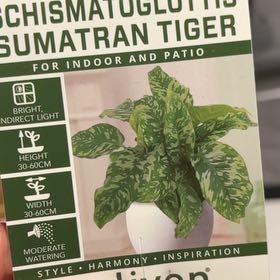 Photo of the plant species Schismatoglottis Sumatran Tiger by Sammy named Sol on Greg, the plant care app
