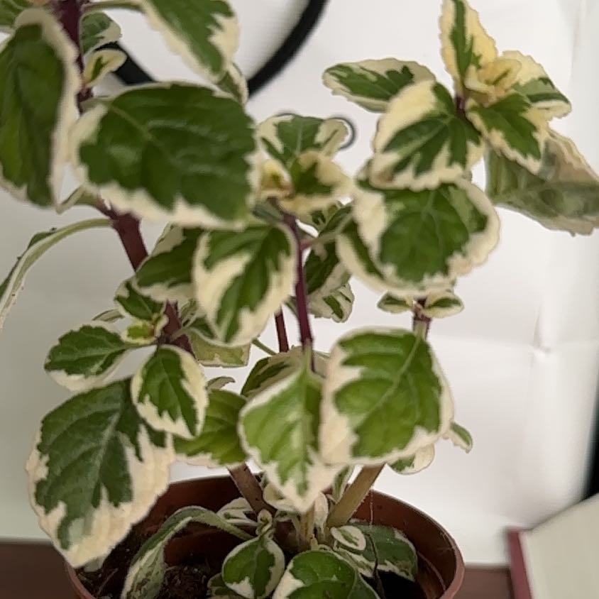 Photo of the plant species swedish ivy by @MagneticSapote named Rare Kandy Kisses on Greg, the plant care app