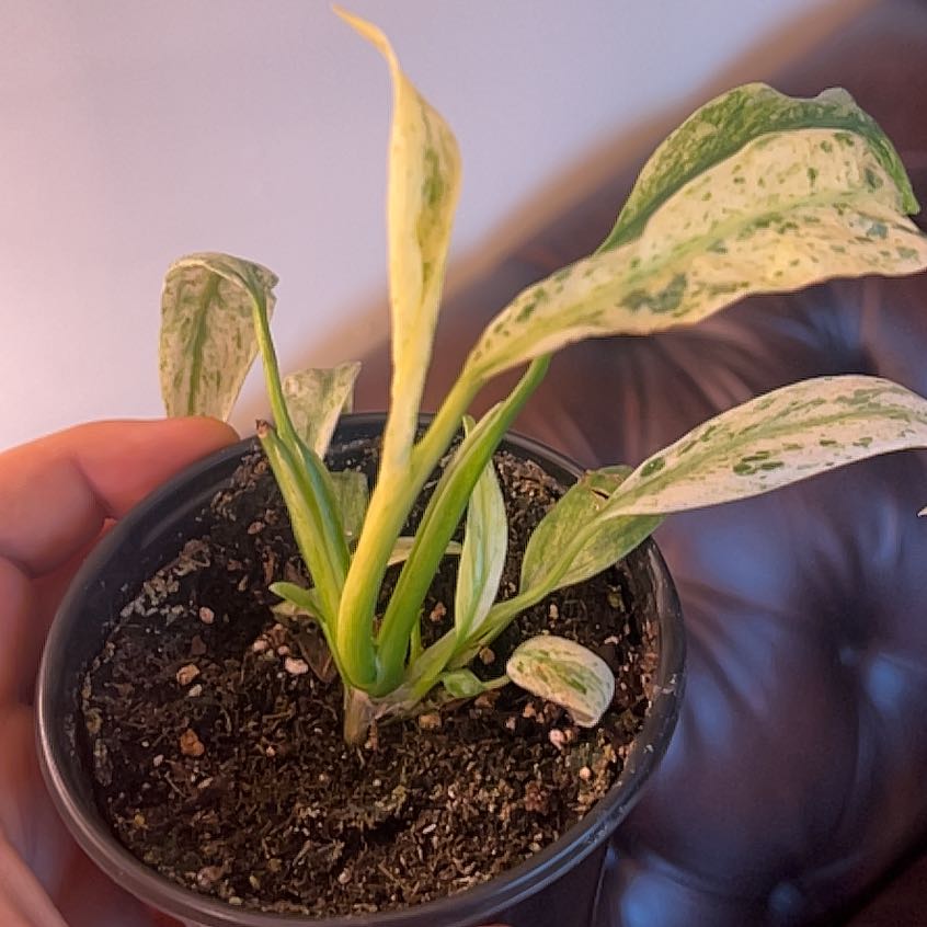 Marble Epipremnum Pinnatum plant in a small pot with variegated leaves, some yellowing.
