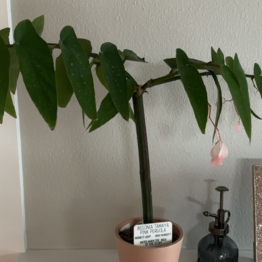 Photo of the plant species Begonia albopicta 'Rosea' by @ccaron16 named Tamaya on Greg, the plant care app