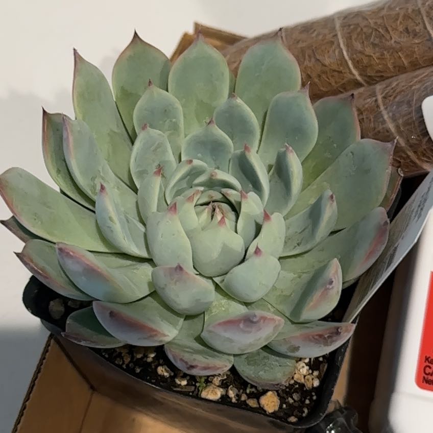 Photo of the plant species Echeveria Parva by @ccaron16 named Echeveria on Greg, the plant care app