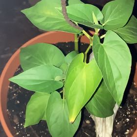 Plant care for Chameleon Plant on Greg, the plant care app