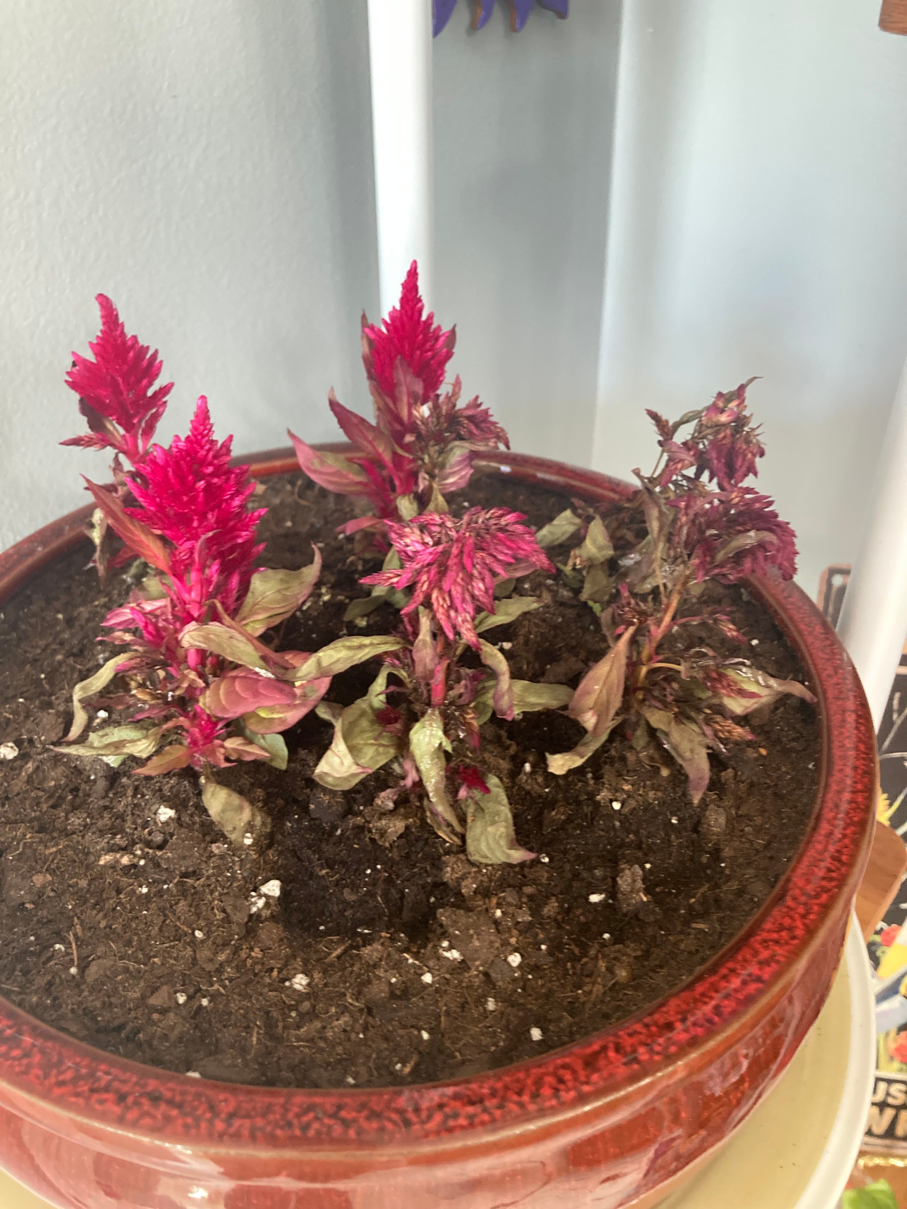 How Much Water & Light Does it Need to Thrive?