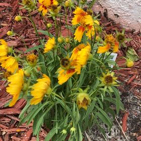 Photo of the plant species Bigelow coreopsis by @TotallyOkra named Achilles on Greg, the plant care app