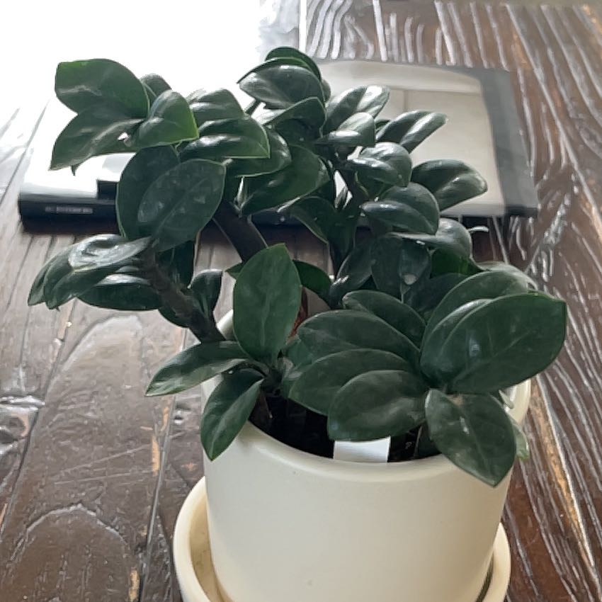 Photo of the plant species Lucky ZZ Plant by @QuietDeerbrush named Tulip on Greg, the plant care app