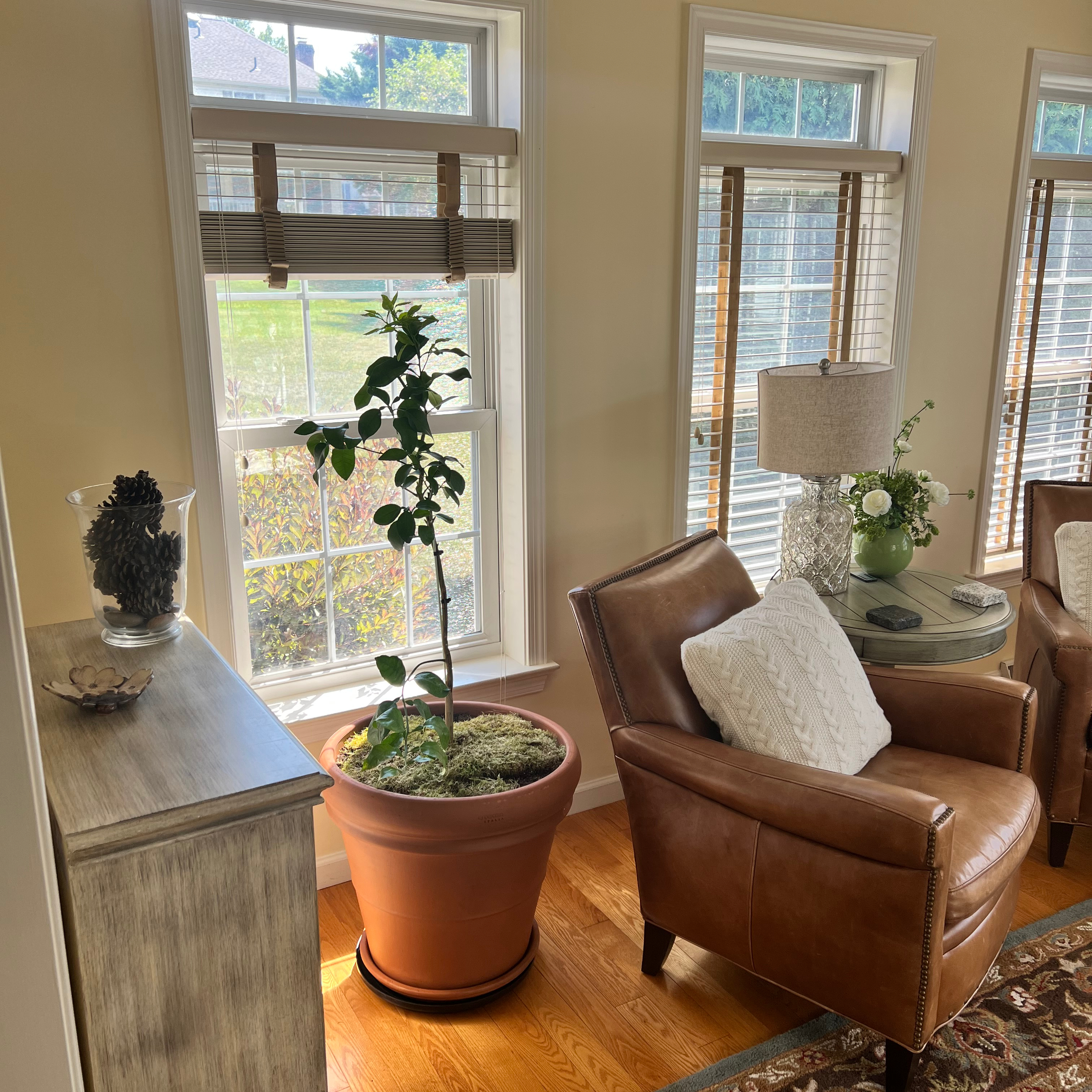Indoor potted Grapefruit Tree near a window with ample natural light.