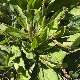 Photo of the plant species Greater Plantain by @WeightySkypilot named Fernie Saunders on Greg, the plant care app