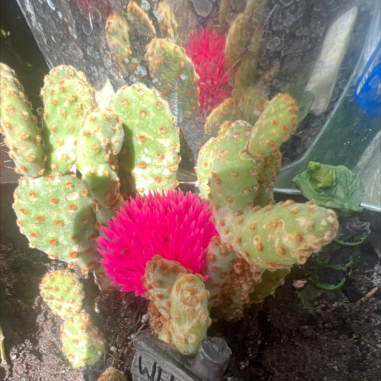 Bakersfield Beavertail Cactus with a bright pink flower, visible soil, and healthy appearance.
