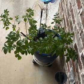 Photo of the plant species Beach Rose by @GrandAmethius named da Vinci on Greg, the plant care app