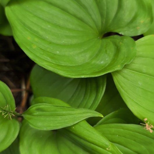 Photo of the plant species Snakeberry by @FitPeacelilly named Marley on Greg, the plant care app