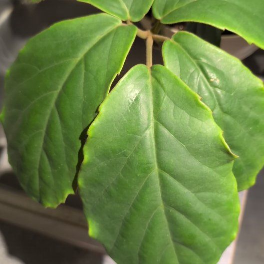 Photo of the plant species Chestnut Vine by @FitPeacelilly named Xena on Greg, the plant care app