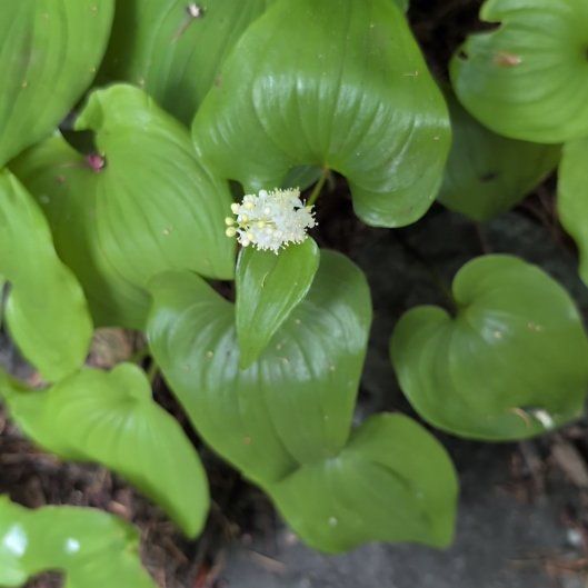 Photo of the plant species Snakeberry by @FitPeacelilly named Gomez on Greg, the plant care app