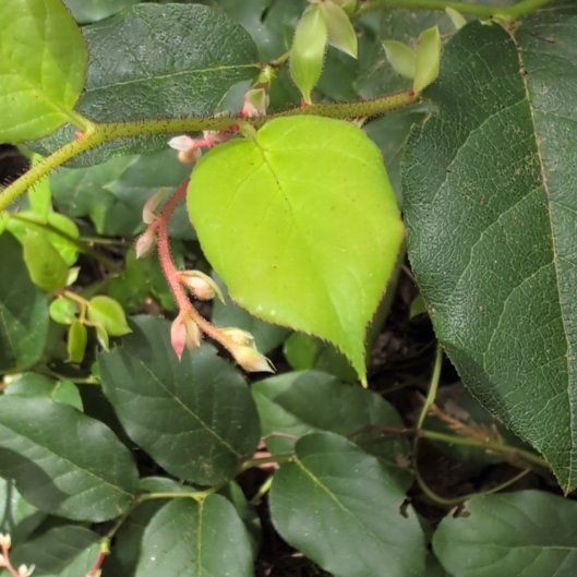 Photo of the plant species Salal by @FitPeacelilly named Gates on Greg, the plant care app