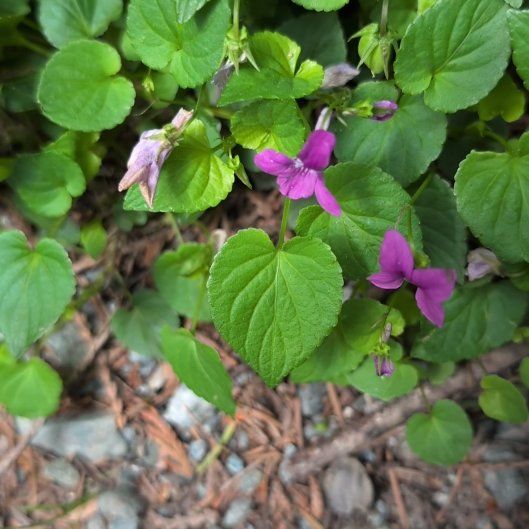 Photo of the plant species Common Dog Violet by @FitPeacelilly named Dax on Greg, the plant care app