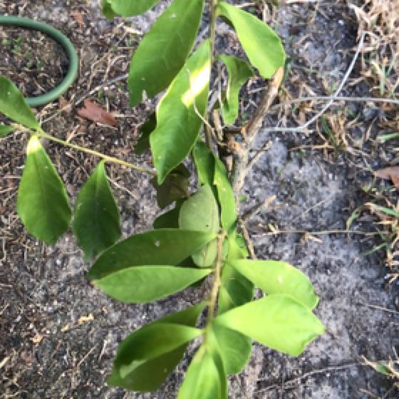 Photo of the plant species Yesterday Today & Tomorrow by @OptimalWharangi named Maya on Greg, the plant care app