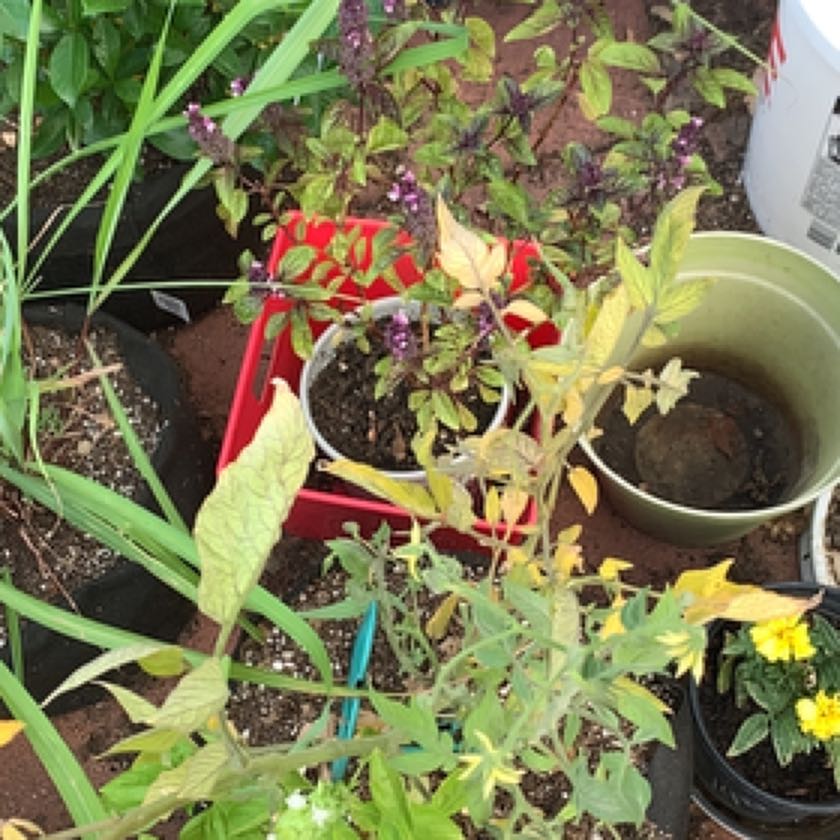 Photo of the plant species Amethyst Basil by @BrainySeadragon named Figyonce on Greg, the plant care app