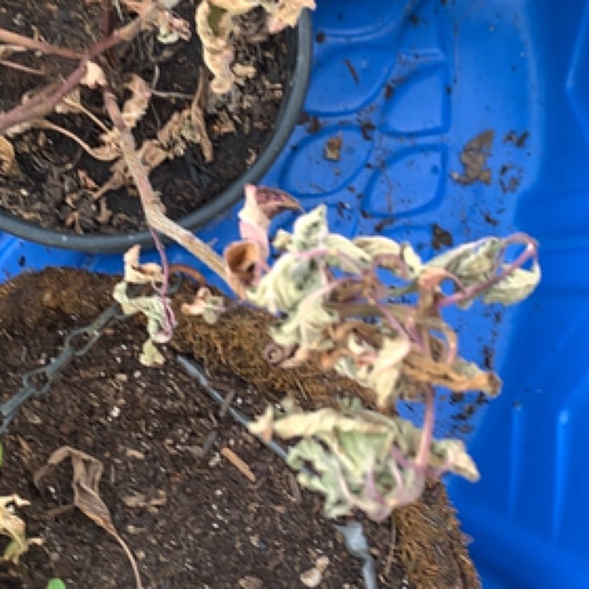 Photo of the plant species Amethyst Basil by @BrainySeadragon named Denali on Greg, the plant care app