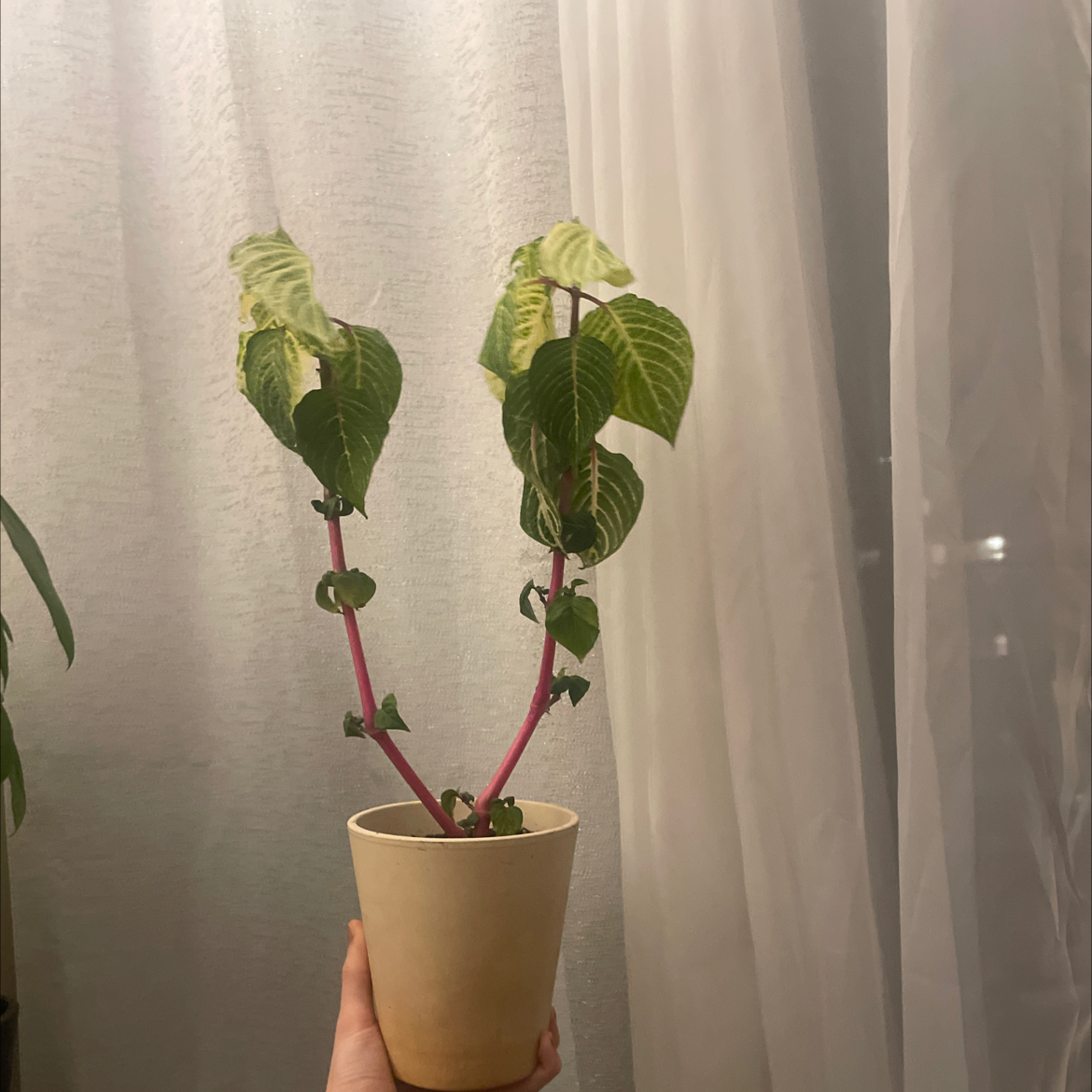 Photo of the plant species Variegated Blood Leaf by @Audrey.Fourn named Mrs. Dramatic 🙄 on Greg, the plant care app