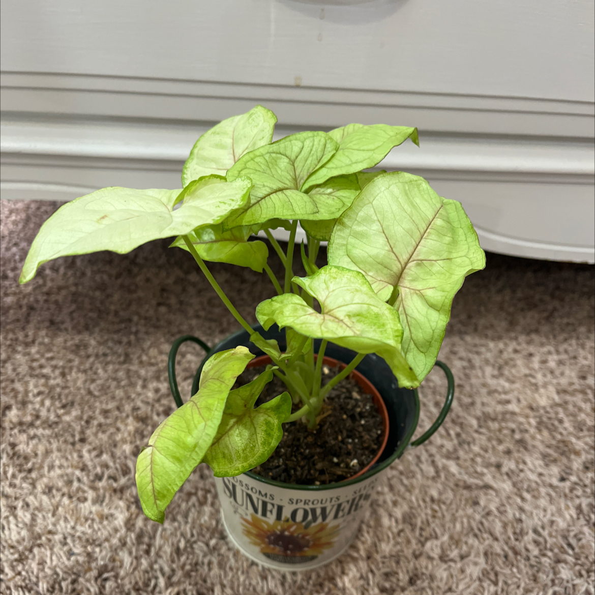 Photo of the plant species Syngonium cream alluison by @FunJacaranda named Cream pie on Greg, the plant care app