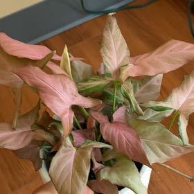 Photo of the plant species Regina Red Arrowhead Vine by @FunJacaranda named Arnold on Greg, the plant care app