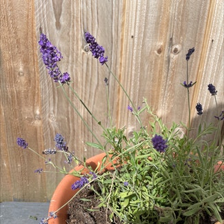 English Lavender plant in Dartford, England