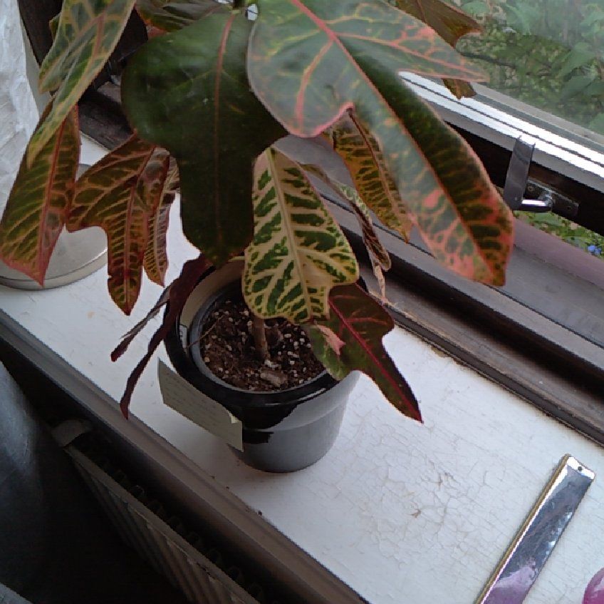 Photo of the plant species Croton 'Excellent' by @GrandeeCapemay named Hemingway on Greg, the plant care app