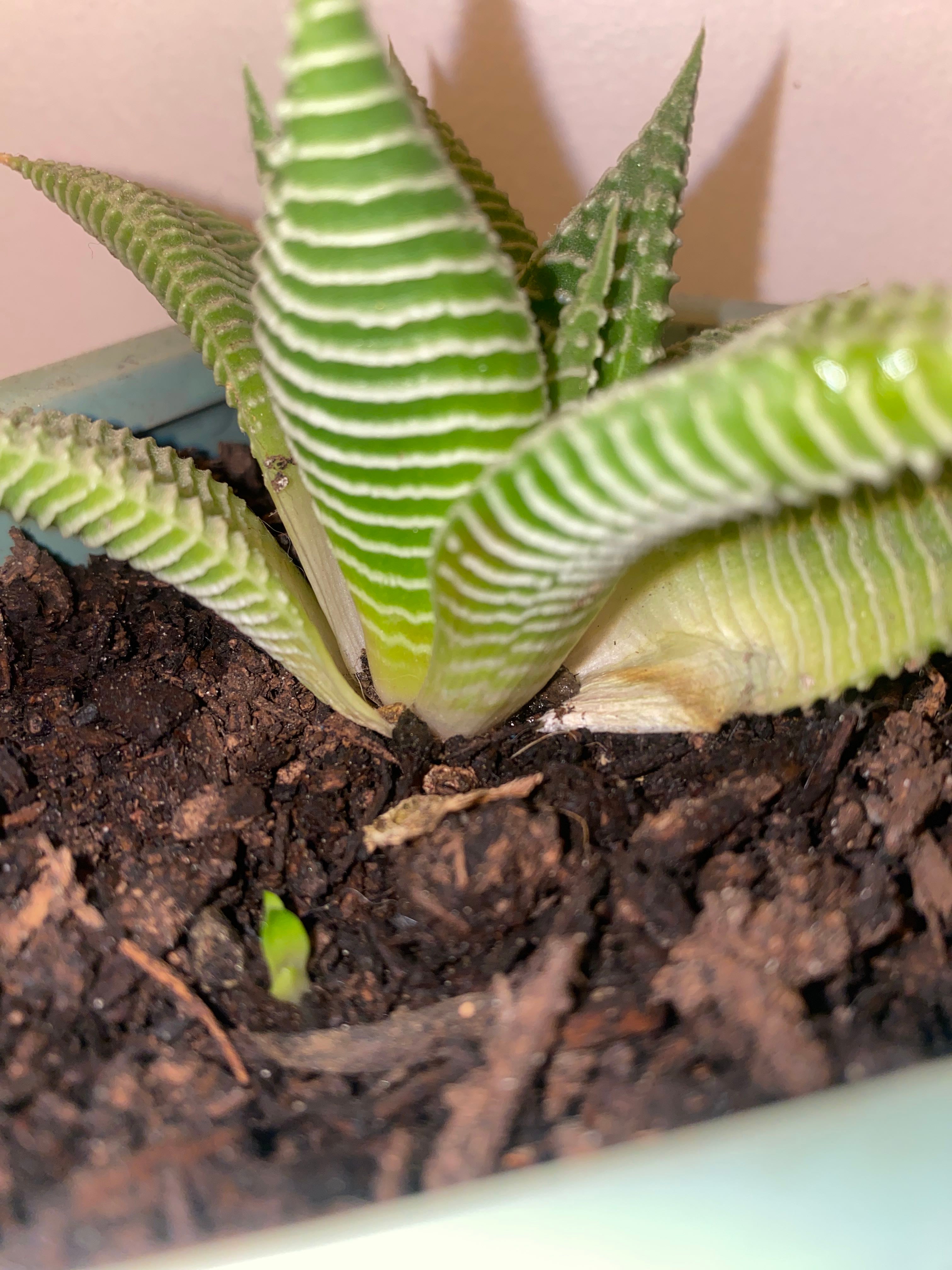 Fairy Washboard Plant Care Water, Light, Nutrients Greg App 🌱