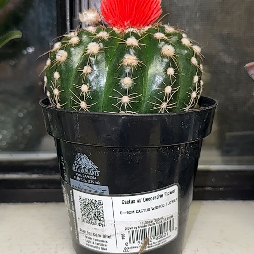 Photo of the plant species Cactus by @EconomicJonquil named Apollo on Greg, the plant care app