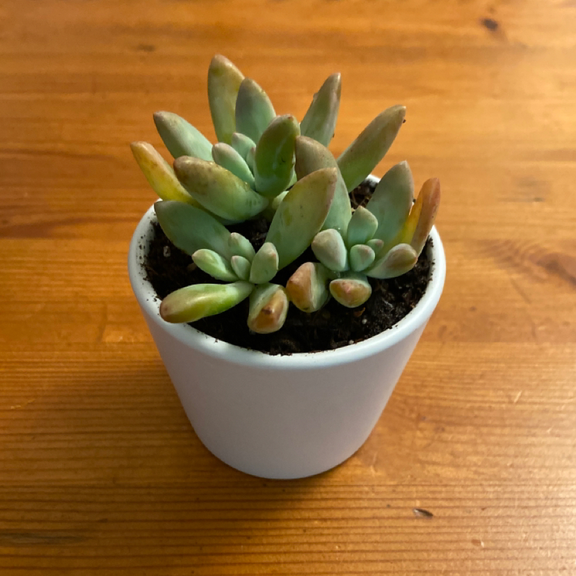 Graptoveria 'Blue Pearl' succulent in a white pot on a wooden surface.