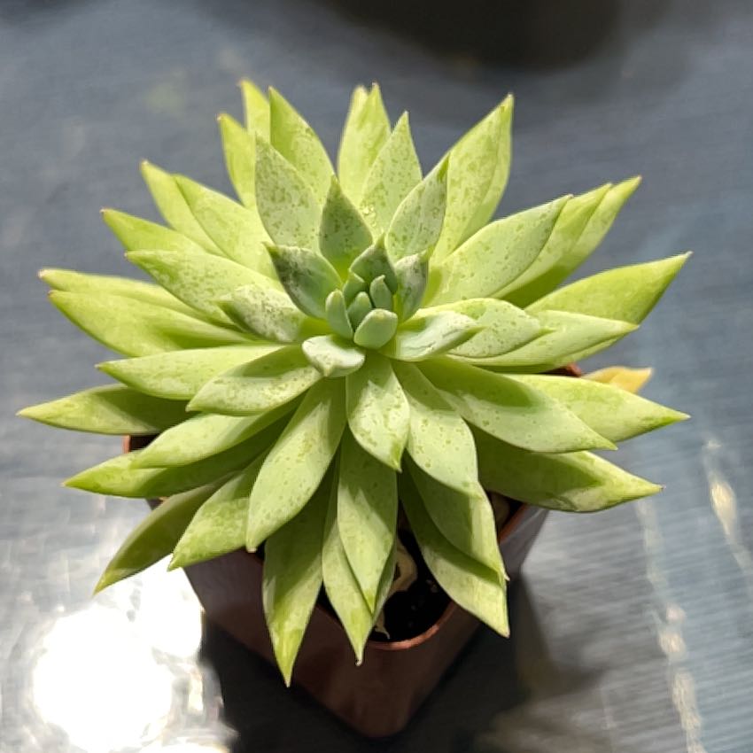 Sedeveria 'Harry Butterfield' succulent with green rosette leaves in a pot.