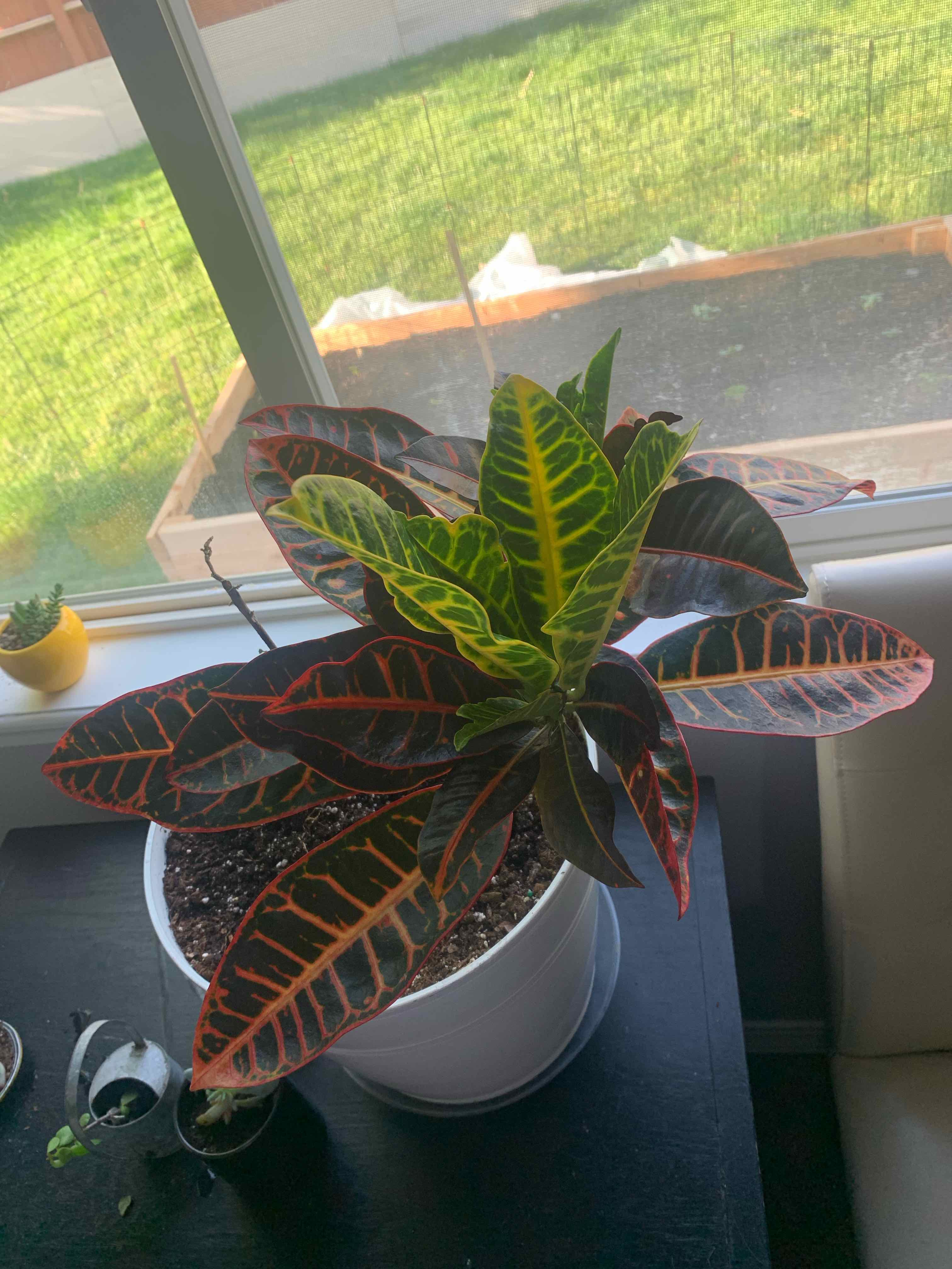 🌞 Does My Croton Curly Boy Need Direct Sunlight?